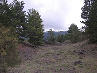 ova Gussonea-20110529 196